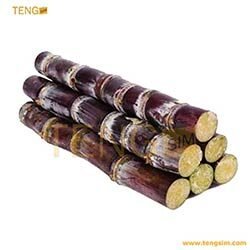 Canne_a_sucre-500-achetez-en-ligne-au-cameroun-sur-tengsim